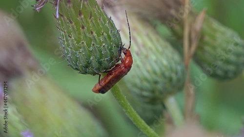 The firefighter beetle (Elateroidea) sits on a flower bud and wiggles its mustache. photo