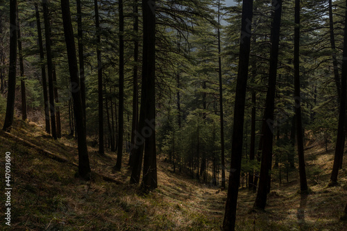 path in the woods © Abhishek