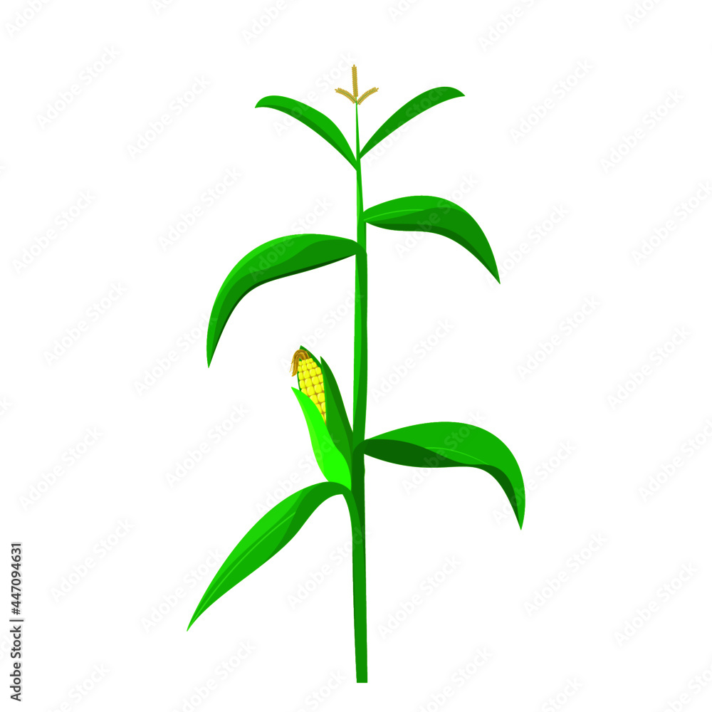 corn tree illustration with green leaves and bloom corn tree illustration with green leaves and bloom