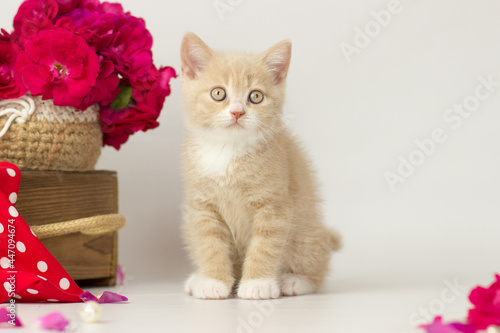 Cute British short hair cat. Little kitten plaing, looking at the camera. Red decor photo