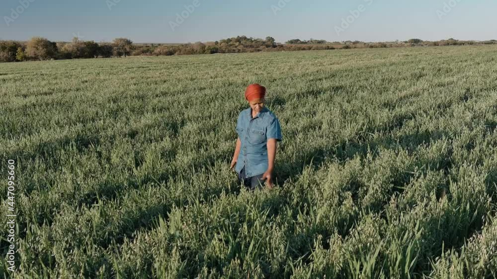 Slow motion close-up aerial view of a Black African female farmer walking and monitoring an oat grain crop on a large scale farm Slow motion close-up aerial view of a Black African female farmer walking and monitoring an oat grain crop on a large scale farm