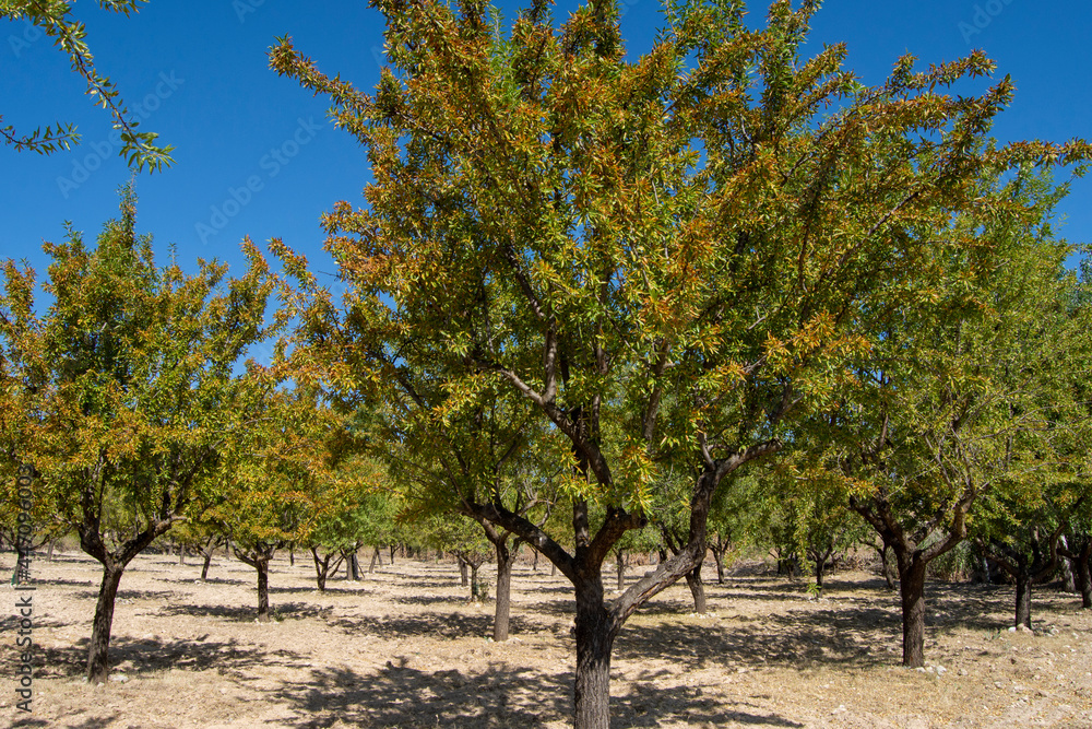 Árboles frutales ciruelos en el campo en verano Árboles frutales ciruelos en el campo en verano