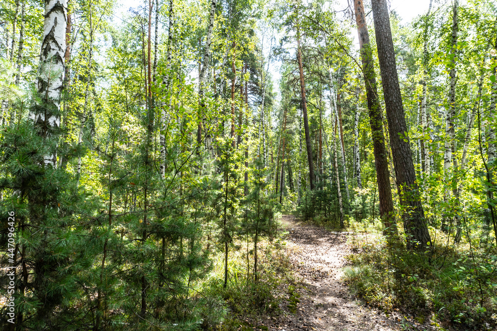 summer forest, birch, beautiful summer background summer forest, birch, beautiful summer background
