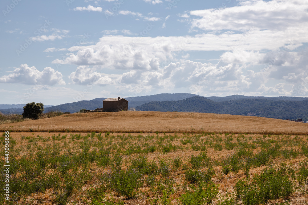 Fototapeta premium Farmhouse in the yellow field with mountain in the background, Girona, Spain