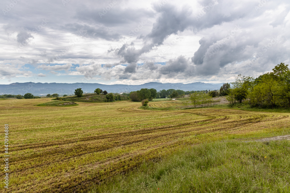Green field after irrigation with manure, cloudy sky in spring, Catalonia, Spain