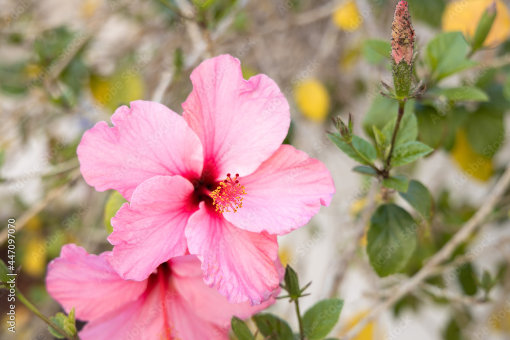 Pink shoeblackplant flower close up, China rose, Hibiscus rosa-sinensis, Chinese hibiscus, rose mallow, Hawaiian hibiscus Pink shoeblackplant flower close up, China rose, Hibiscus rosa-sinensis, Chinese hibiscus, rose mallow, Hawaiian hibiscus