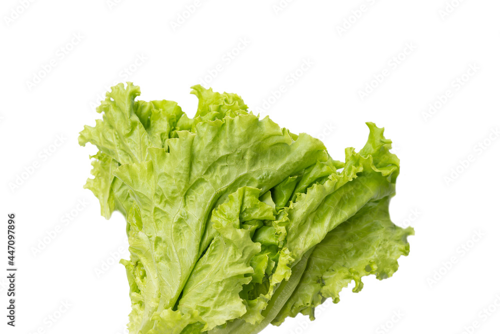 Fresh lettuce salad isolated on a white background. Fresh lettuce salad isolated on a white background.