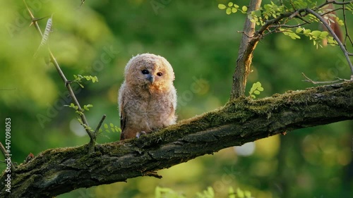 Juvenile tawny owl (Strix aluco) in forest, baby chick perching on a branch, calling photo