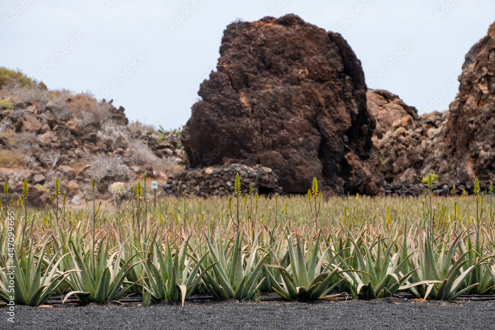 Aloe Vera plants, in plantation with organic cultivation in Lanzarote.One of the largest Aloe fields in Europe Aloe Vera plants, in plantation with organic cultivation in Lanzarote.One of the largest Aloe fields in Europe