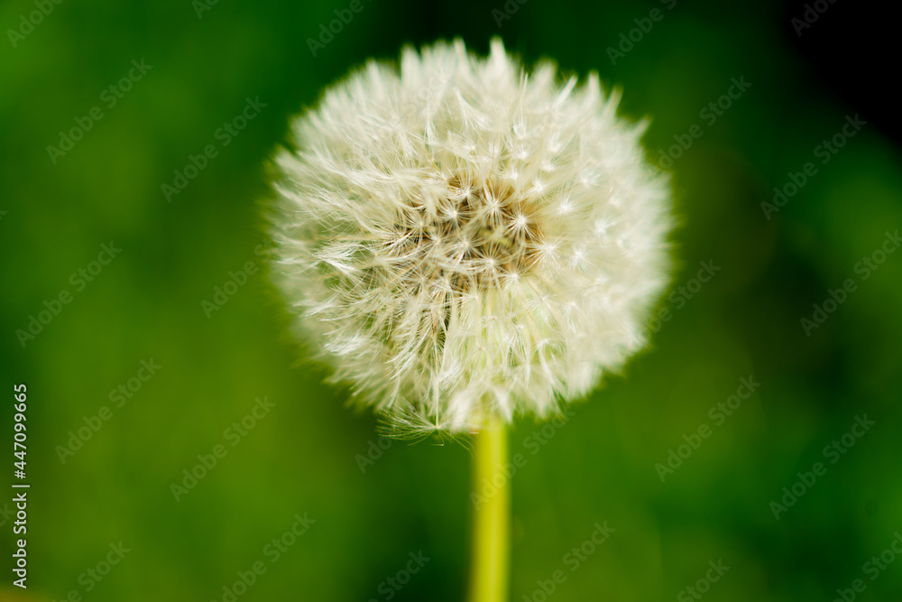 Obraz premium Pusteblume close up