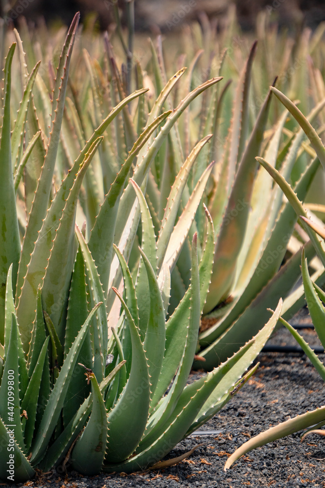 Fototapeta premium Aloe Vera plants, in plantation with organic cultivation in Lanzarote.One of the largest Aloe fields in Europe