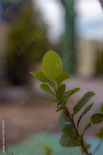 leaves with blurry background