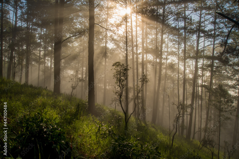 Obraz premium beautiful of rays and light at dawn