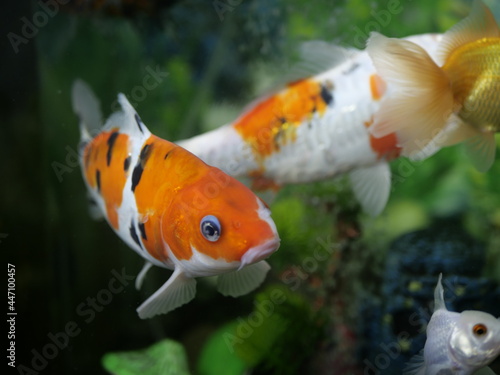 The beauty of goldfish makes the heart calm, makes the soul relax, Fish swim in very clear water, in a landscape aquarium water tank