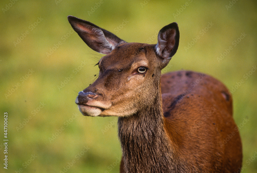 Fototapeta premium Cerf élaphe, biche, cervus elaphus