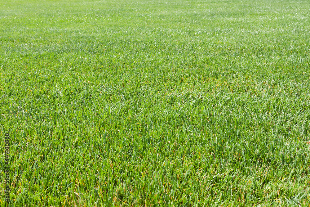 Green grass background. Close-up. Green grass texture.