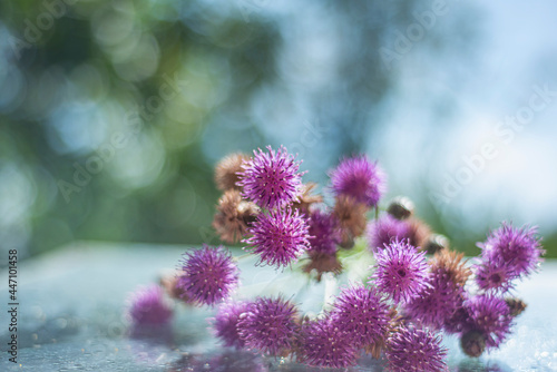 milk thistle  Silybum marianum  on a glass wet surface  dry medicinal herb thistle  herbal homeopathy  dry herbs in beautiful bokeh light effects 