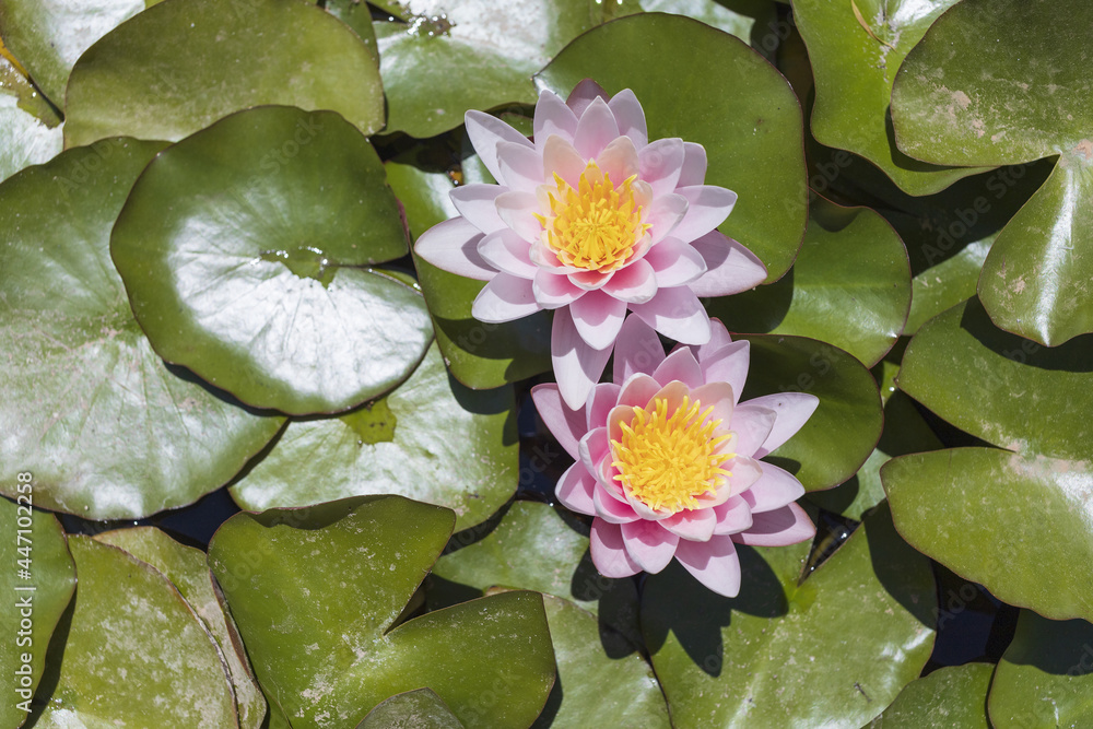 light pink water-lilies with green leaf background in pond on sunny day light pink water-lilies with green leaf background in pond on sunny day