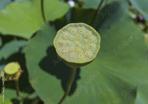 Green Lotus seed pod on green leaf background on sunny day
