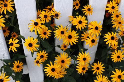 Black-Eyed Susans Peeking Out From White Picket Fence photo