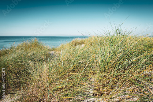 D  ne am Ostsee Strand auf Fischland Dar   Zingst