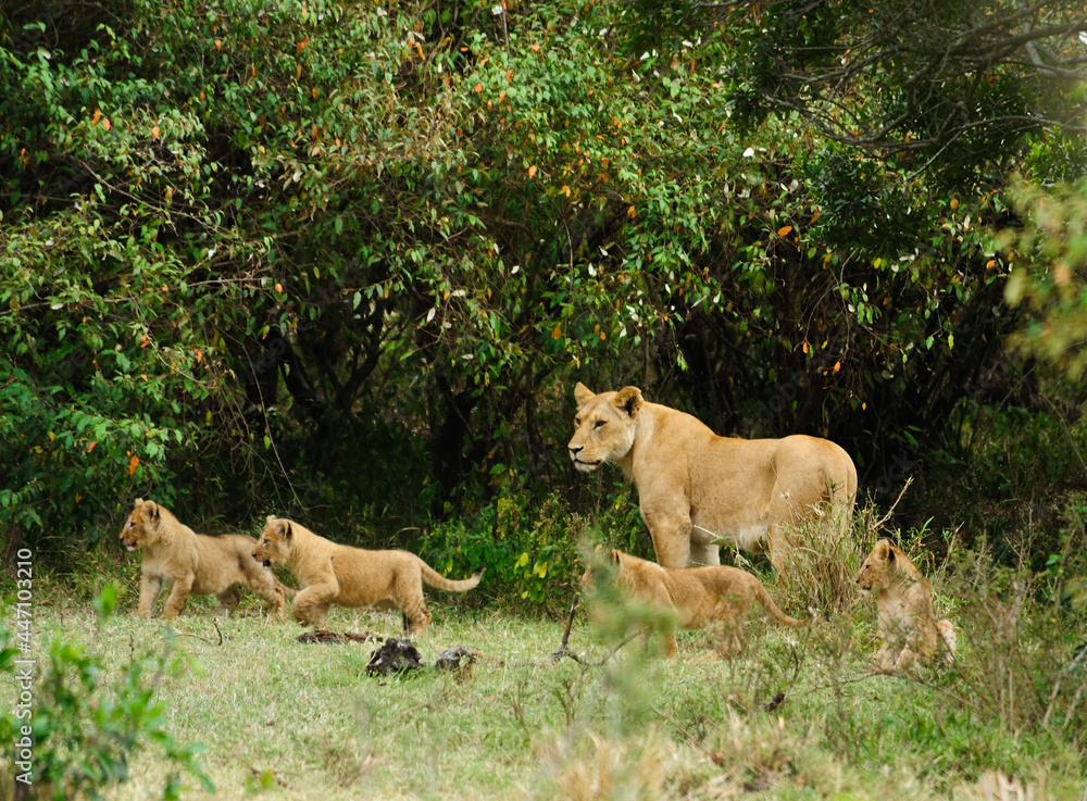 Naklejka premium Lion mother and cubs in early morning, Masai Mara Game Reserve in Kenya 