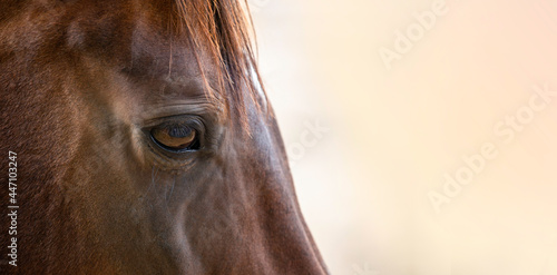 Horse portrait close up. Macro of a brown horse head. A calm relaxed horse