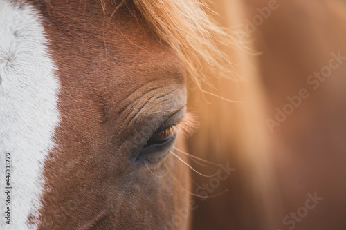 Horse head portrait close up. closed eye. no stress. Tenderness © Ella