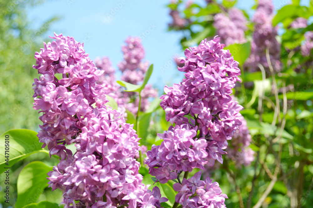 beautiful branch of blooming lilac against the background of fresh green foliage