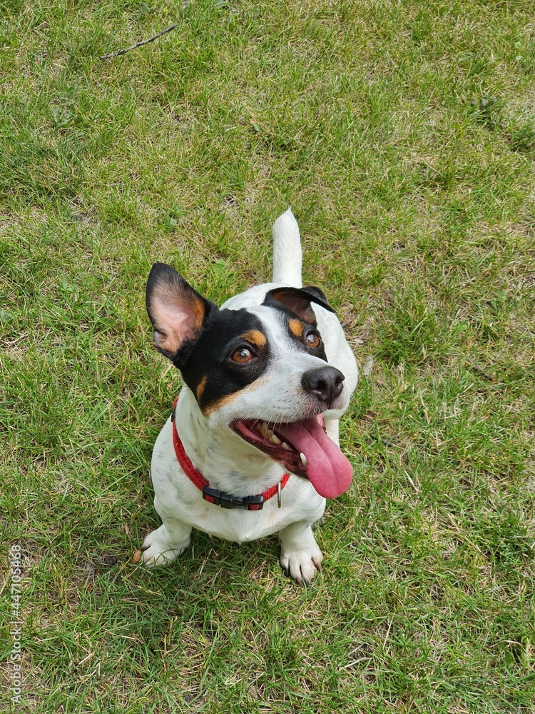 happy jack russell terrier sitting on grass