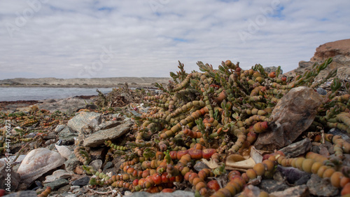 Close up of bead like aloe against with the Namibian Atlantic Ocean in the background. The background is blurred and out of focus. Location: Luderitz, Namibia