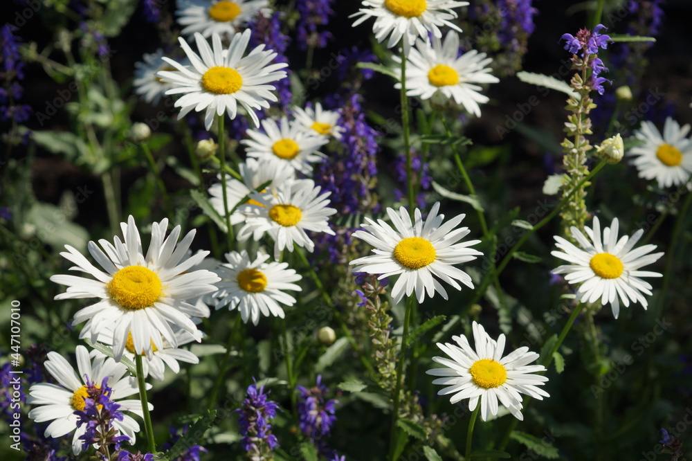 chamomile chamomile