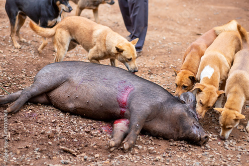 The poor boar was shot. The hunter's flock of dogs was swarming. Hunting methods of hill tribes in Thailand use dogs to help them hunt. The concept of stopping hunting © Core