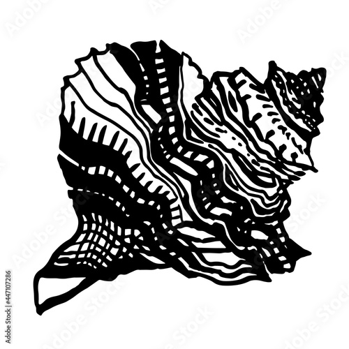 Ocean ornamental seashell of freehand black ink line isolated on white. Amazing inhabitant of the seabed, cockleshell for logo, design element, icons, postcards. Stock vector illustration. 