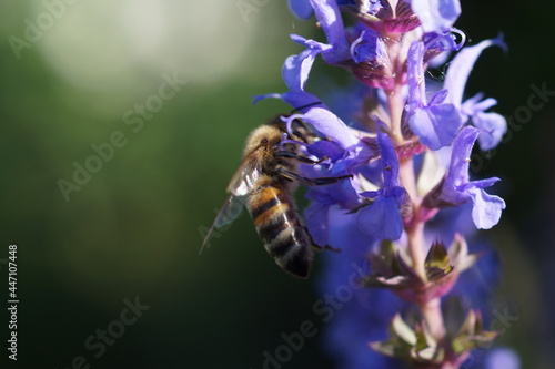 bee on a flower © irbismarengo