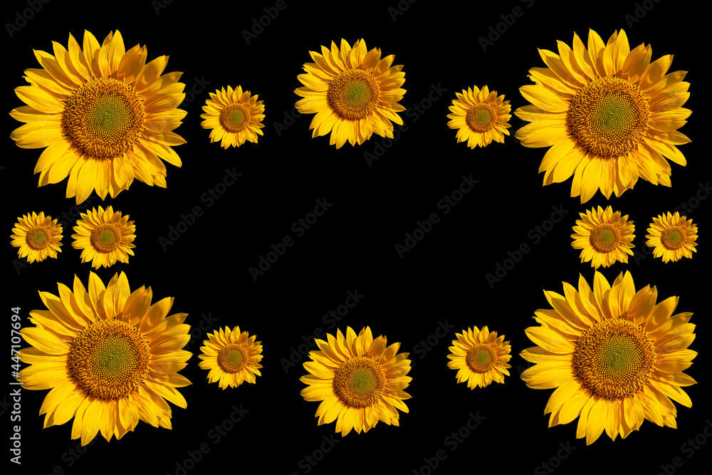 sunflower on black background