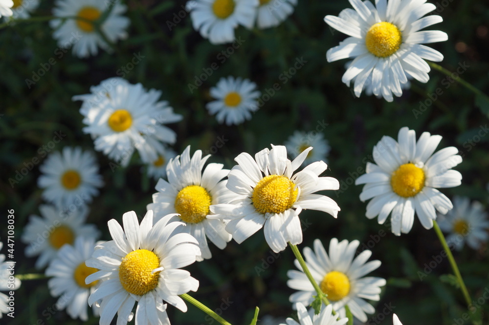 chamomile chamomile