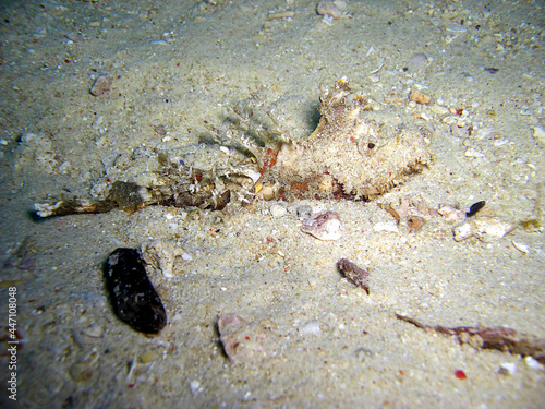 Tasseled Scorpionfish  Scorpaenopsis Oxycephala  in the filipino sea 23.1.2016