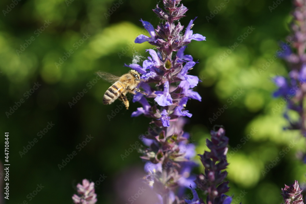 bee on flower bee on flower
