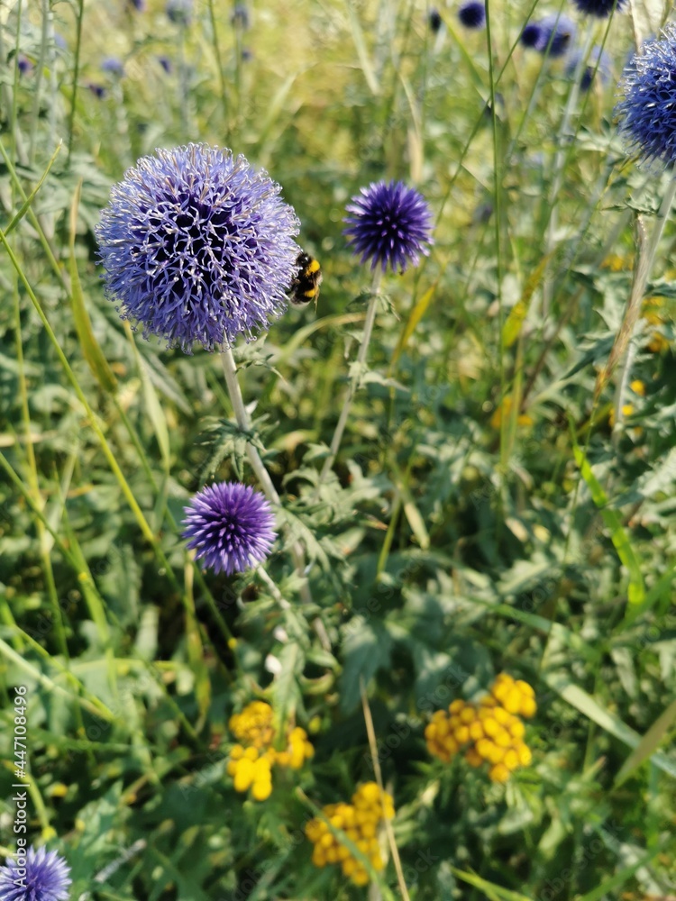Obraz premium Bienenweide - Bepflanzung mit Kugeldistel (Echinops ritro)