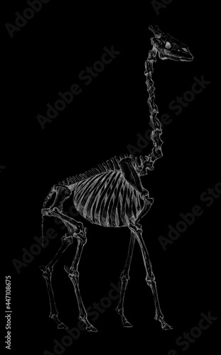 Anatomical sketch of a giraffe skeleton on a black background