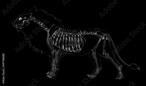 Anatomical sketch of a lion skeleton on a black background