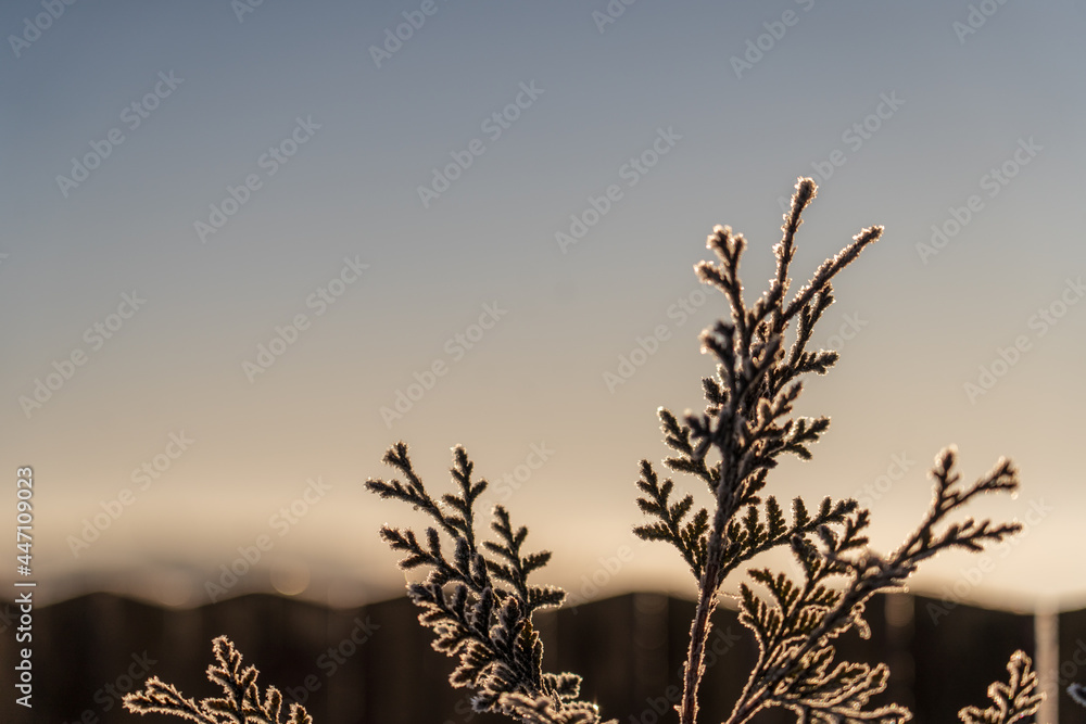 Obraz premium Frostüberzug
