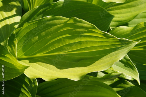 green leaves background