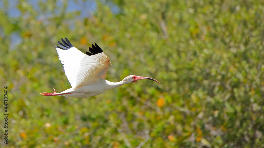 Obraz premium One white ibis flying with a green background
