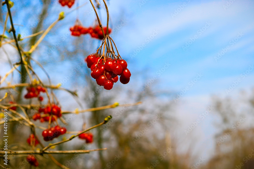A bunch of red viburnum photographed in early spring against a blue sky, soft focus. A bunch of red viburnum photographed in early spring against a blue sky, soft focus.