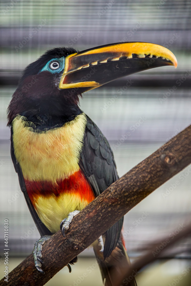 Obraz premium The chestnut-eared aracari (Pteroglossus castanotis), is a bird native to central and south-eastern South America. its diet mainly consists of fruit taken from trees in the area