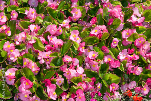 Begonia semperflorens in the flower bed