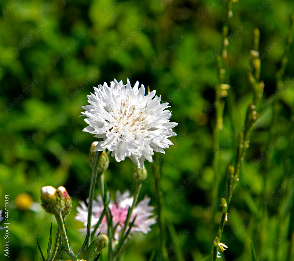 Variegated varieties of the plant called cornflower cornflower growing in flower meadows in the city of Białystok in Podlasie in Poland. Variegated varieties of the plant called cornflower cornflower growing in flower meadows in the city of Białystok in Podlasie in Poland.