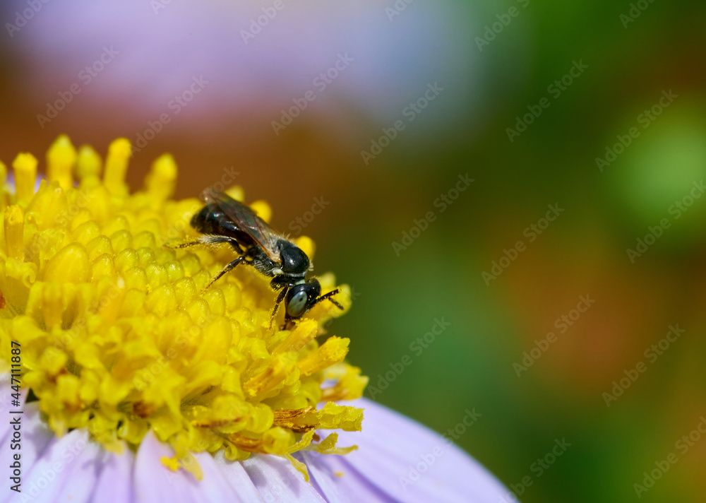 Stingless bee perching on the pollen of daisy flower Stingless bee perching on the pollen of daisy flower